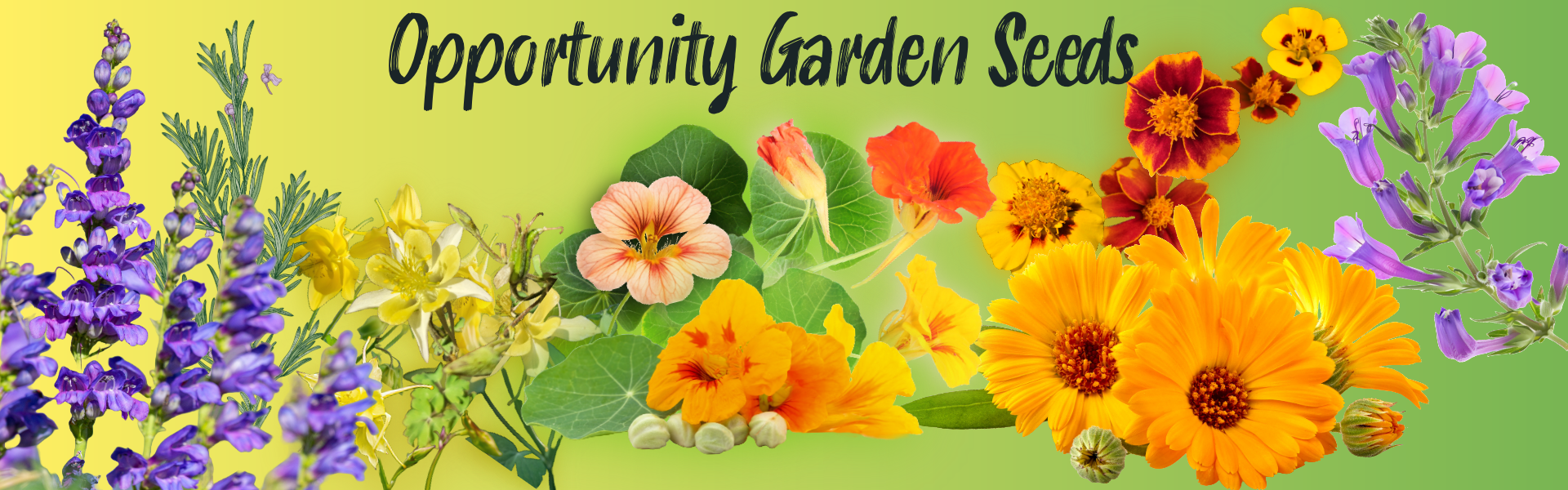 Opportunity Garden Seeds